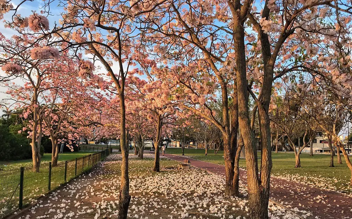 El clima ideal para irse a retratar a los árboles palo de rosa en Tampico Dirección de Turismo de Tampico